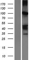 ls089778 serpinb11 human over expression lysates nm 080475 wb testing 1