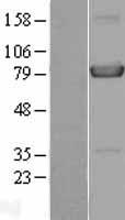 HPS4 Human Over-expression Lysates NM_022081