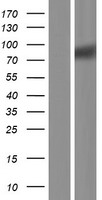 SIGLEC10 Human Over-expression Lysates NM_001171157