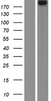 Neuron navigator 1 (NAV1) Human Over-expression Lysates NM_020443