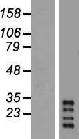 CHRFAM7A Human Over-expression Lysates NM_139320
