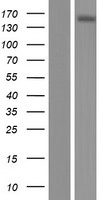 ABCC10 Human Over-expression Lysates NM_033450