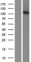 FGD3 Human Over-expression Lysates NM_001083536