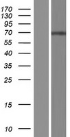 ls089849 atg16l2 human over expression lysates nm 033388 wb testing 1