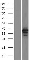 ls089853 mvb12b human over expression lysates nm 033446 wb testing 1