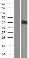 ls089858 siglecl1 siglec12 human over expression lysates nm 033329 wb testing 2