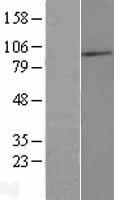 C3orf15 (MAATS1) Human Over-expression Lysates NM_033364