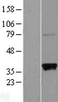 ls089886 slamf9 human over expression lysates nm 033438 wb testing 1