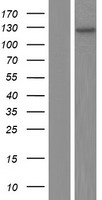 UBE3B Human Over-expression Lysates NM_130466