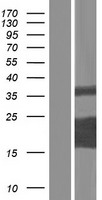 ls089927 bmerb1 human over expression lysates nm 001142469 wb testing 2