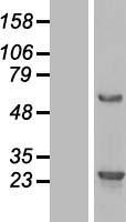 ls089927 bmerb1 human over expression lysates nm 033201 wb testing 1