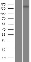 ls089932 papln human over expression lysates nm 173462 wb testing 1