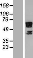 ls089970 rspry1 human over expression lysates nm 133368 wb testing 1