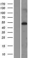 ls090007 midn human over expression lysates nm 177401 wb testing 1