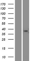 ls090050 fam181a human over expression lysates nm 138344 wb testing 1