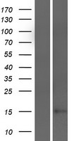 TMEM250 Human Over-expression Lysates NM_152833