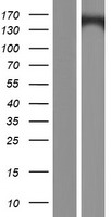 KCNH7 Human Over-expression Lysates NM_033272