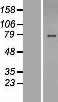 HS6ST2 Human Over-expression Lysates NM_147175