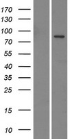 ls090187 emilin3 human over expression lysates nm 052846 wb testing 1