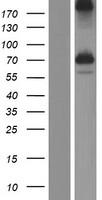KIAA2013 Human Over-expression Lysates NM_138346