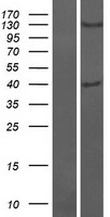 ls090268 fam105b otulin human over expression lysates nm 138348 wb testing 1
