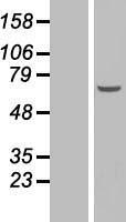 ls090288 c3orf25 efcab12 human over expression lysates nm 207307 wb testing 1