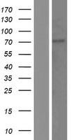 ls090293 klhl13 human over expression lysates nm 001168299 wb testing 2