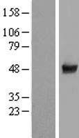 ls090324 ccdc97 human over expression lysates nm 052848 wb testing 1