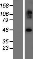 ls090332 exoc3l2 human over expression lysates nm 138568 wb testing 1