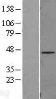 C8orf72 (FAM110B) Human Over-expression Lysates NM_147189