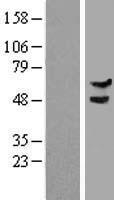 ls090379 dcaf15 human over expression lysates nm 138353 wb testing 1
