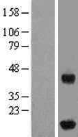 IFT20 Human Over-expression Lysates NM_174887