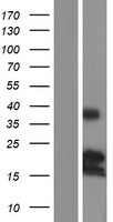 ls090427 bmf human over expression lysates nm 001003940 wb testing 1