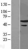ls090441 znf622 human over expression lysates nm 033414 wb testing 1