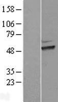 HEXO (ERI1) Human Over-expression Lysates NM_153332