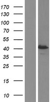 ls090507 scrn2 human over expression lysates nm 001145023 wb testing 2