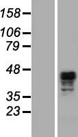 ls090507 scrn2 human over expression lysates nm 138355 wb testing 1