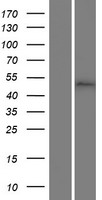 MLIP Human Over-expression Lysates NM_138569