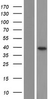 C1orf201 (STPG1) Human Over-expression Lysates NM_001199012