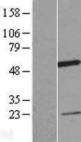 ls090557 ccdc74a human over expression lysates nm 138770 wb testing 1