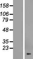 COX19 Human Over-expression Lysates NM_001031617