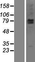 ls090678 lrsam1 human over expression lysates nm 138361 wb testing 1