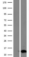FAM104B Human Over-expression Lysates NM_001166704