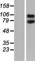 CEP95 Human Over-expression Lysates NM_138363