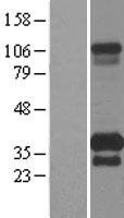 ls090809 pip4p1 human over expression lysates nm 144568 wb testing 1