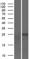 TCEAL8 Human Over-expression Lysates NM_153333