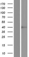 SPSB3 Human Over-expression Lysates NM_080861