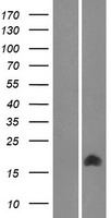 C9orf123 (TMEM261) Human Over-expression Lysates NM_033428