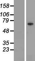 TRIM41 Human Over-expression Lysates NM_033549