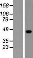 ls090952 esam human over expression lysates nm 138961 wb testing 1